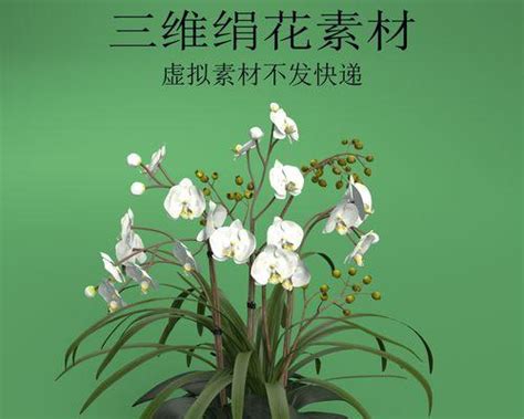 代表女性的花|探索以代表女性的植物为主题的文化符号（从自然到文化）